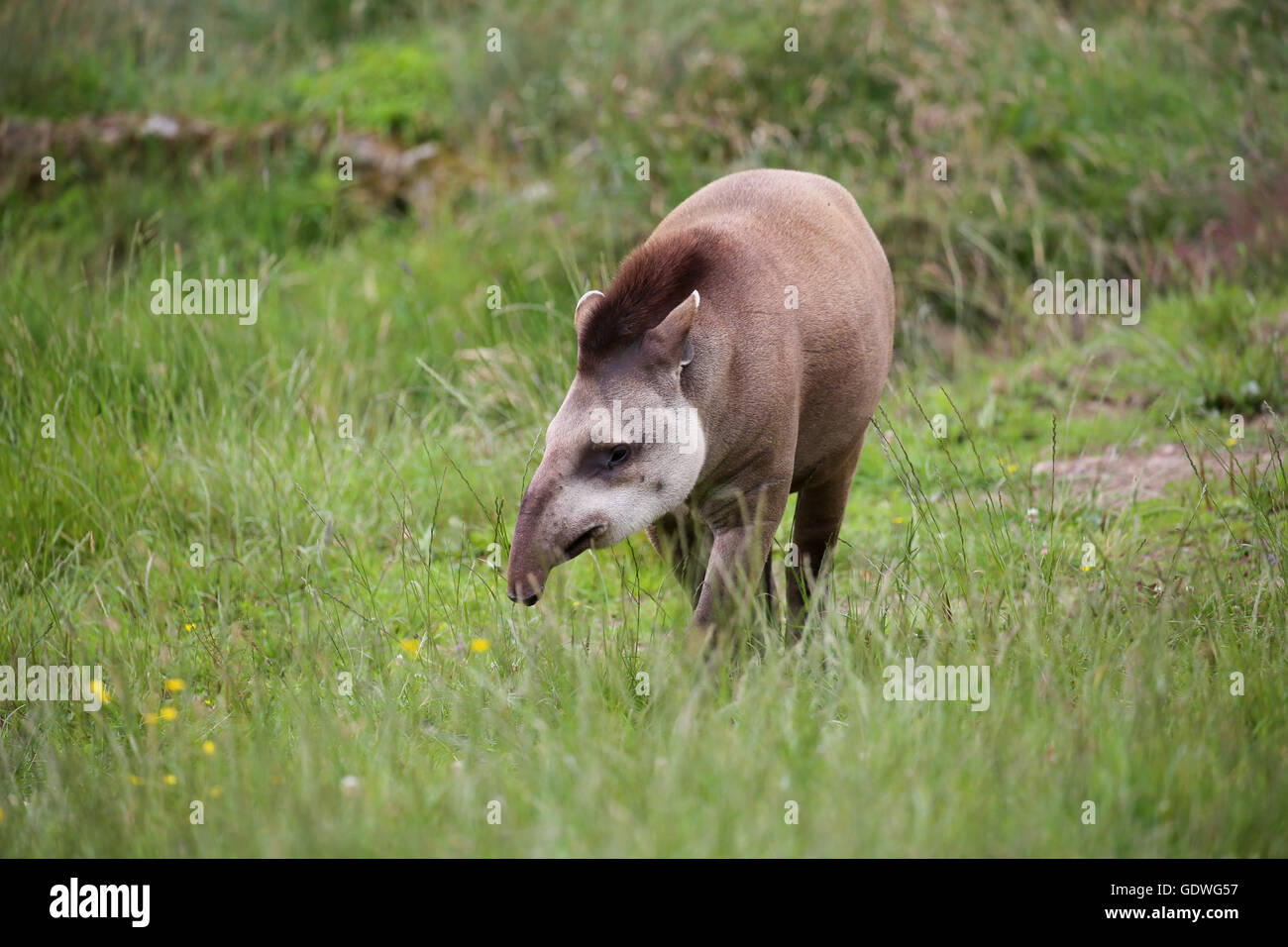 Tapir walking on grass , profile shot of his face. Stock Photo