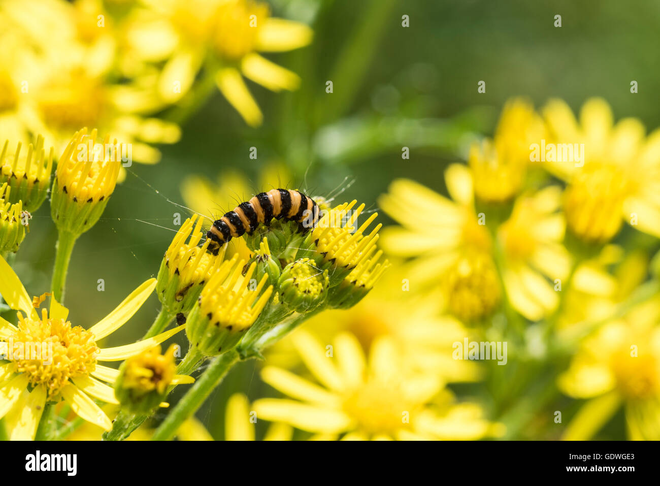 The black and yellow Cinnabar moth caterpillar on its food plant