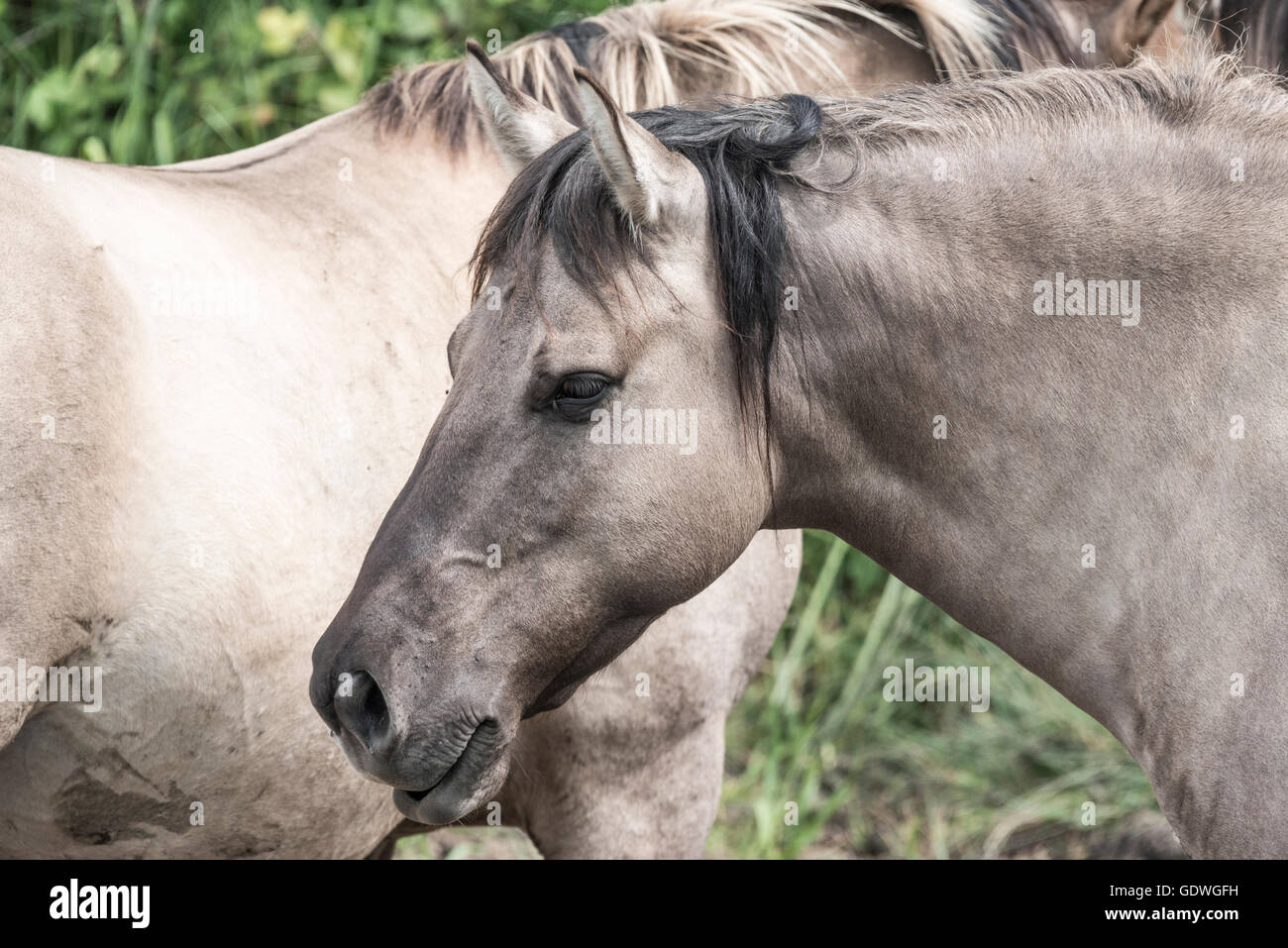 A head shot of a Konik pony used to graze the wet meadows of Rye Meads, Herts Stock Photo