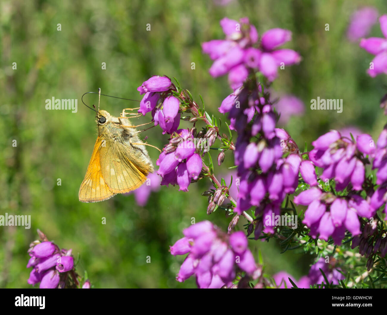 Large skipper butterfly (Ochlodes sylvanus) nectaring on bell heather in Surrey, England Stock Photo
