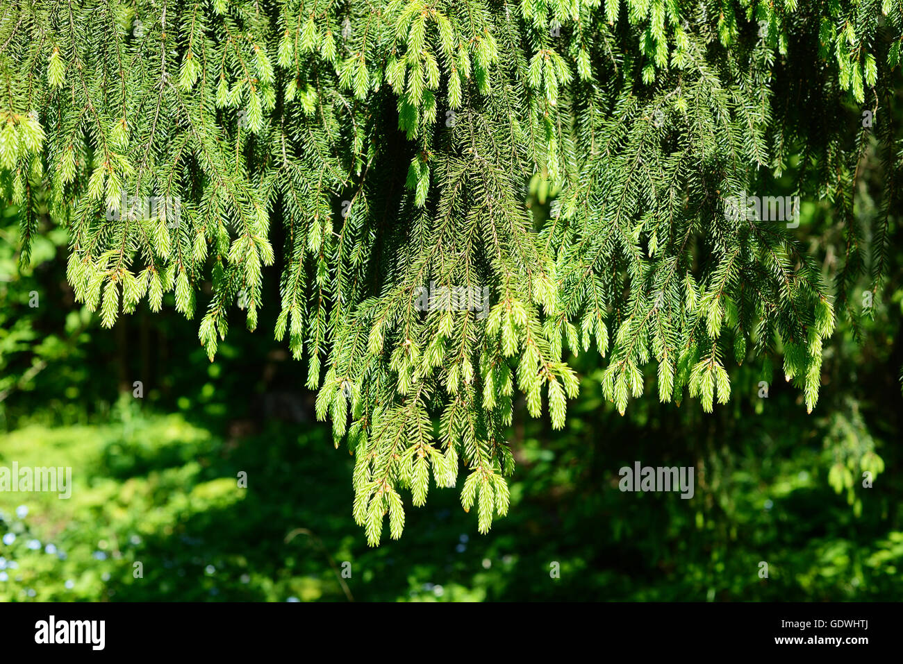 down overhanging branches of spruce in forest Stock Photo