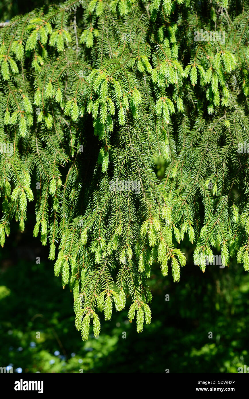 down overhanging branches of spruce in forest, vertical Stock Photo