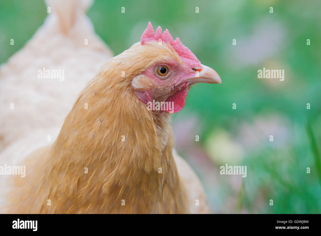 A Buff Orpington on a background of grass Stock Photo