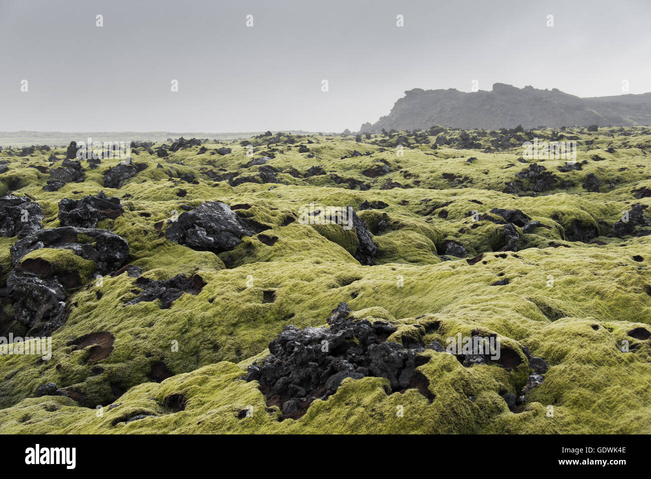 Icelandic moss and lava Stock Photo