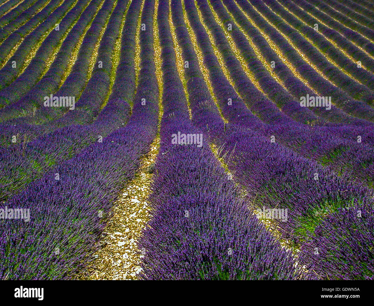 lavender field near Sault, Provence, France Stock Photo