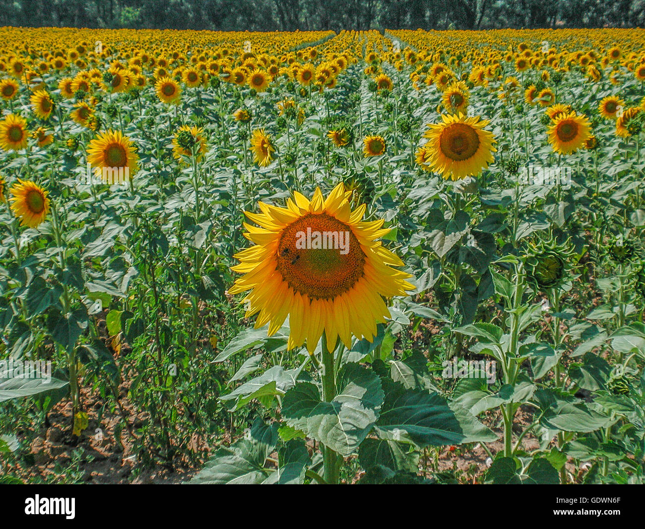 sunflowers in Provence, France Stock Photo