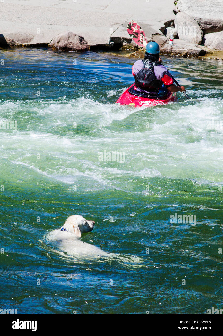 Platinum colored Golden Retriever dog swimming in the Arkansas River alongside kayaker, Salida, Colorado, USA Stock Photo