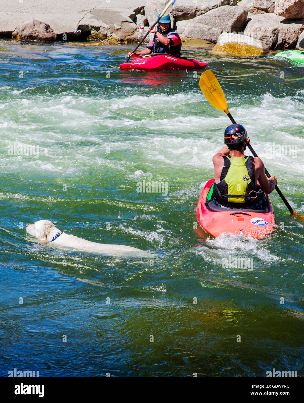 Platinum colored Golden Retriever dog swimming in the Arkansas River alongside kayaker, Salida, Colorado, USA Stock Photo