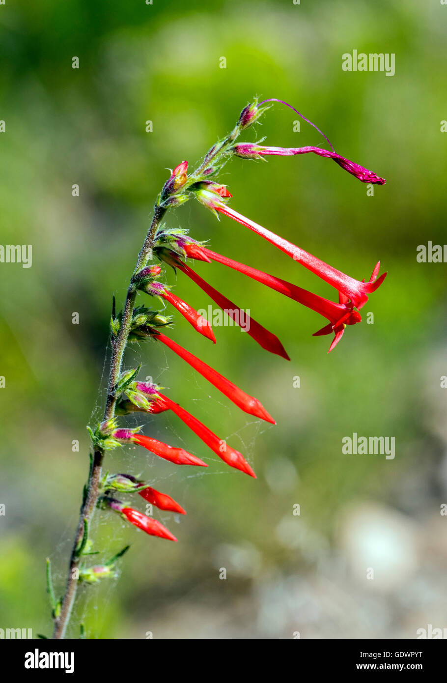 Beautiful red Scarlet Bugler, Penstemon barbatus, torreyi, Plantaginaceae, Plantain Family, in full bloom in Colorado USA Stock Photo