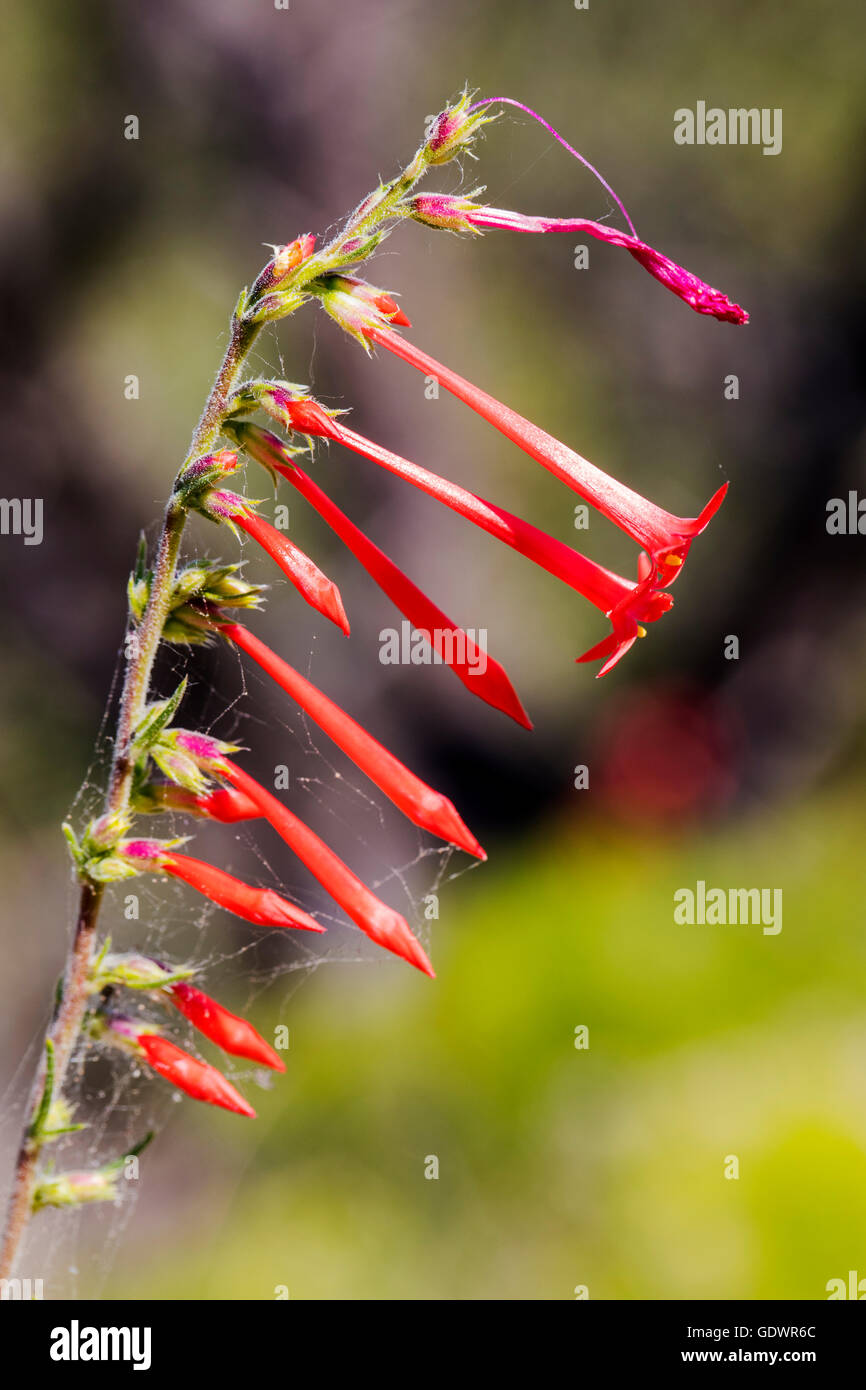 Beautiful red Scarlet Bugler, Penstemon barbatus, torreyi, Plantaginaceae, Plantain Family, in full bloom in Colorado USA Stock Photo