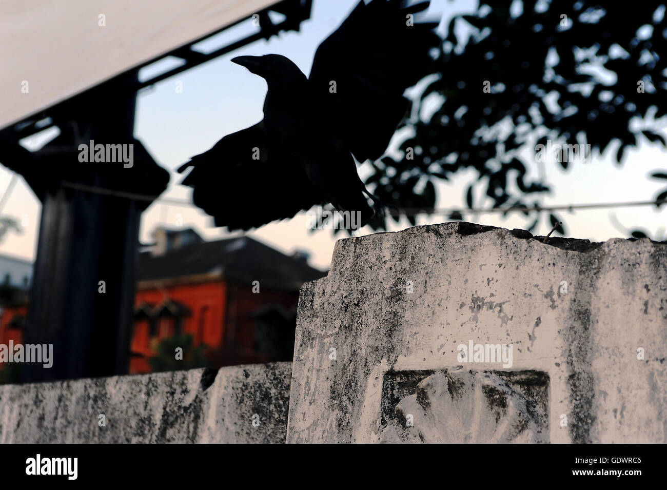 Rangoon human interest animal hi-res stock photography and images - Alamy Rangoon human interest animal hi-res stock photography and images - Alamy