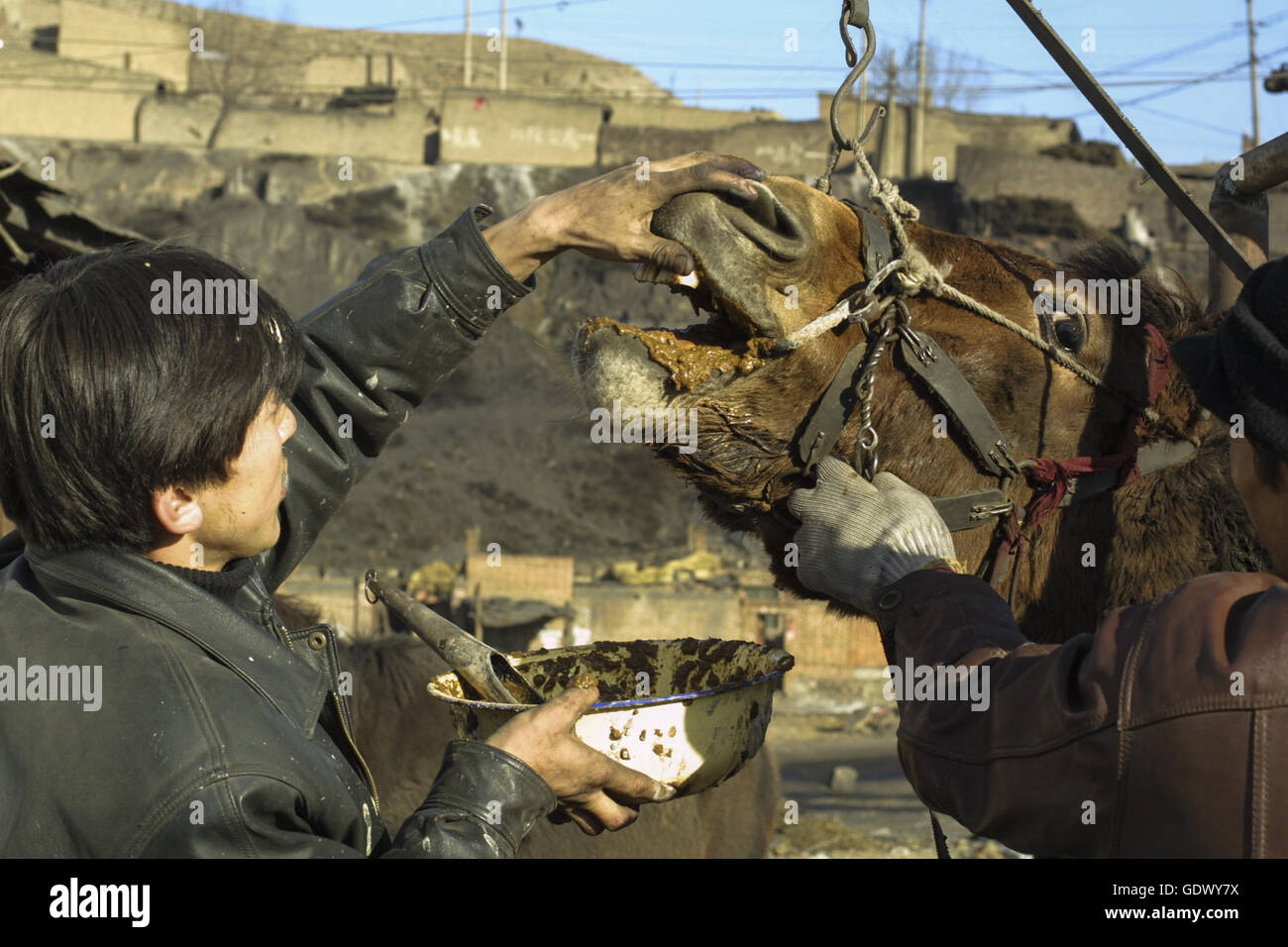 A veterinarian feeds medication to a sick horse at a clinic Stock Photo