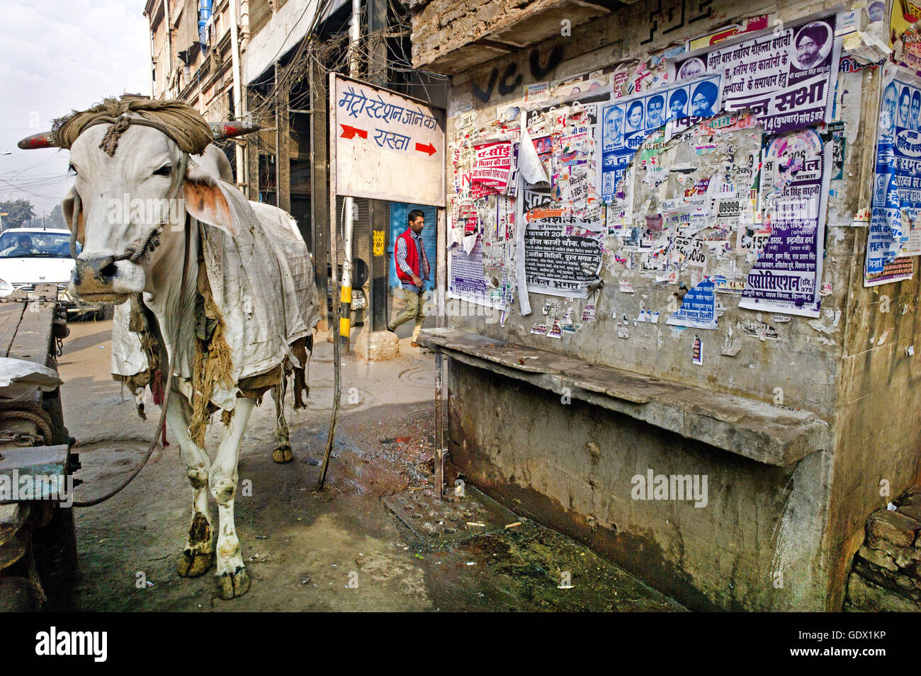 27 Vacas Del 'Cow Parade' Tienen Dueño | La Nación