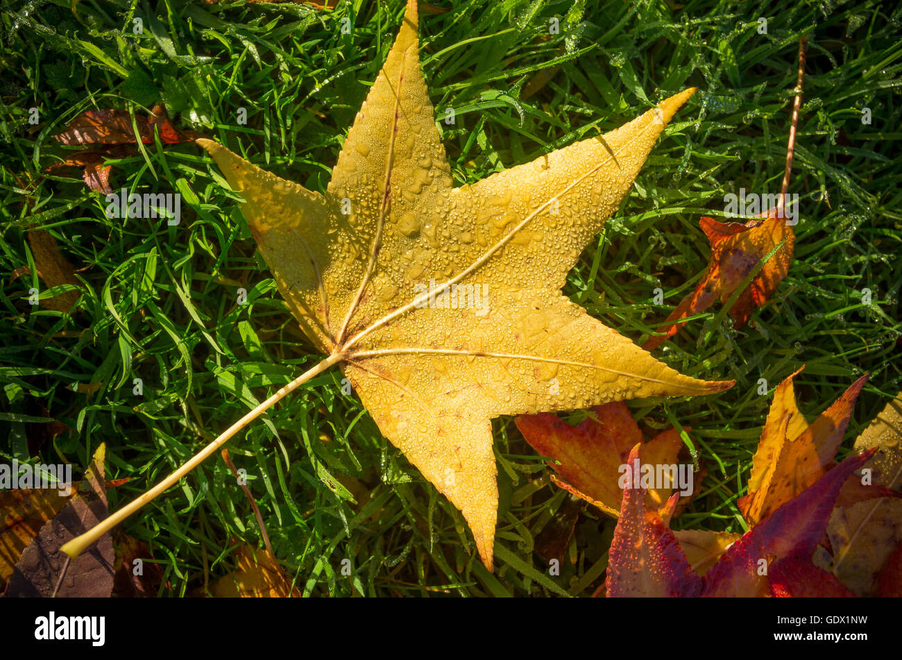 fallen yellow maple leave on the grass Stock Photo