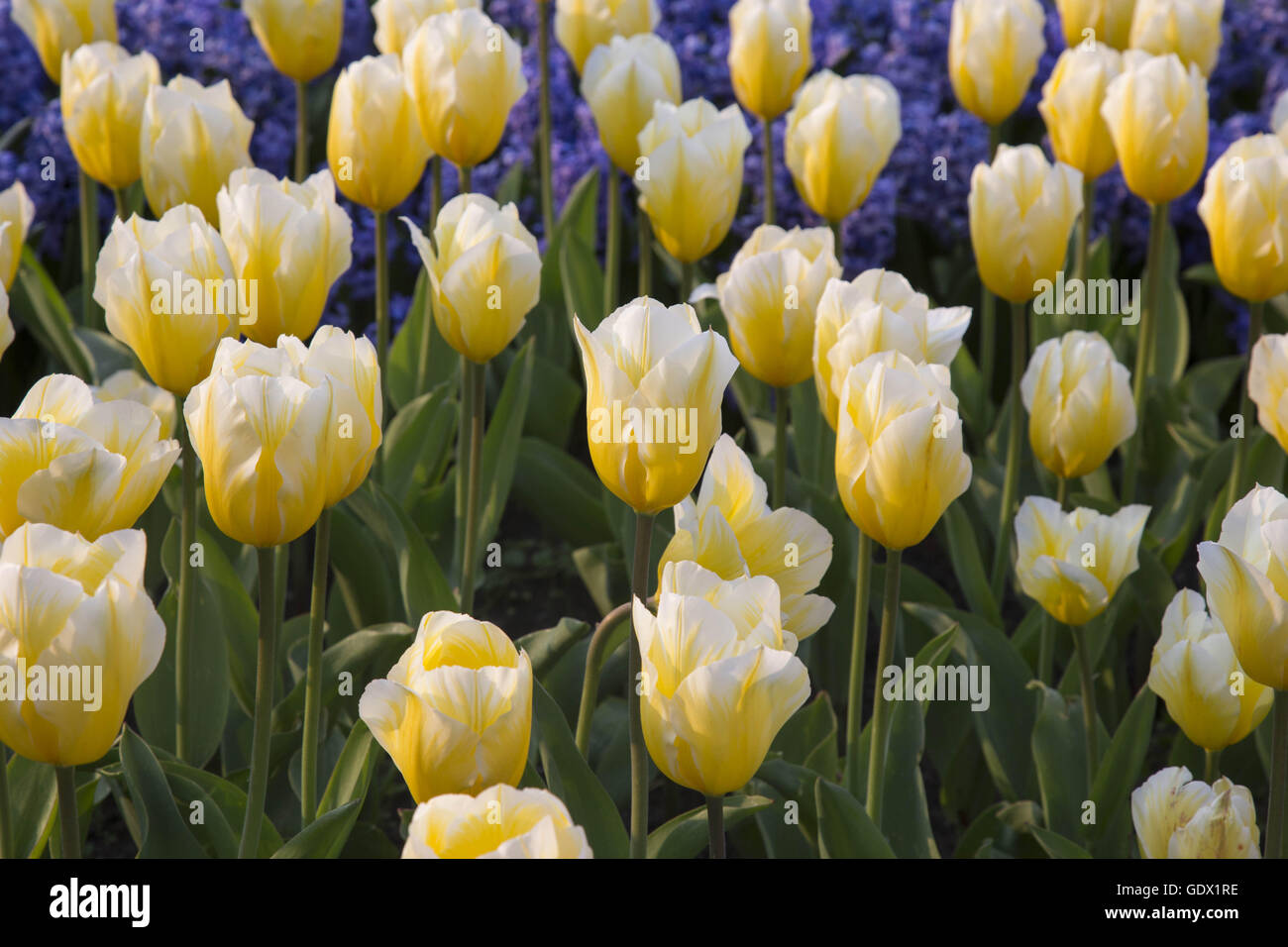 Yellow tulips in Britzer Garten, Berlin, Germany, 2014 Stock Photo