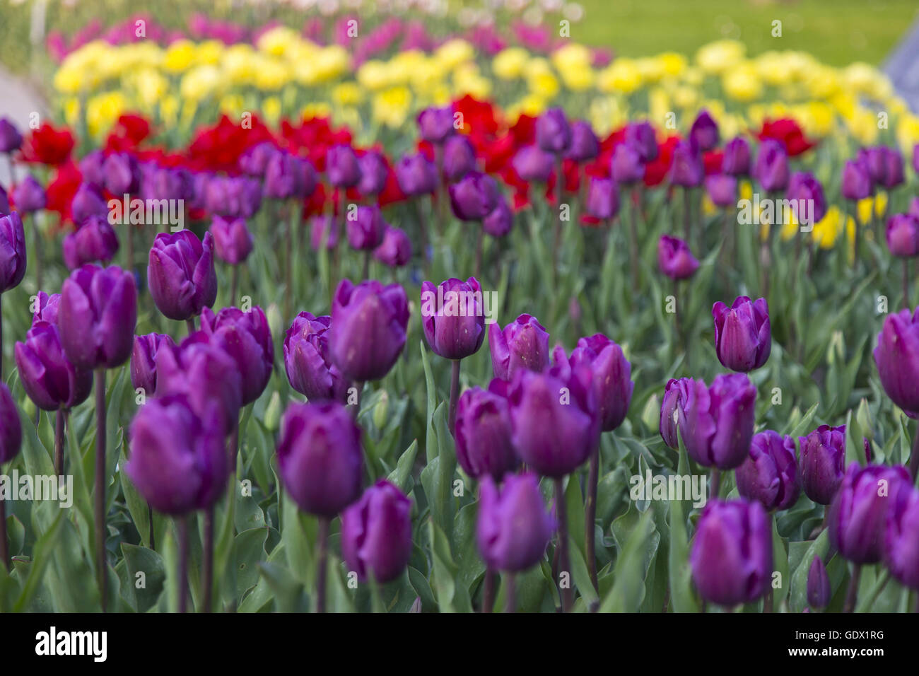 Tulips in Britzer Garten, Berlin, Germany, 2014 Stock Photo