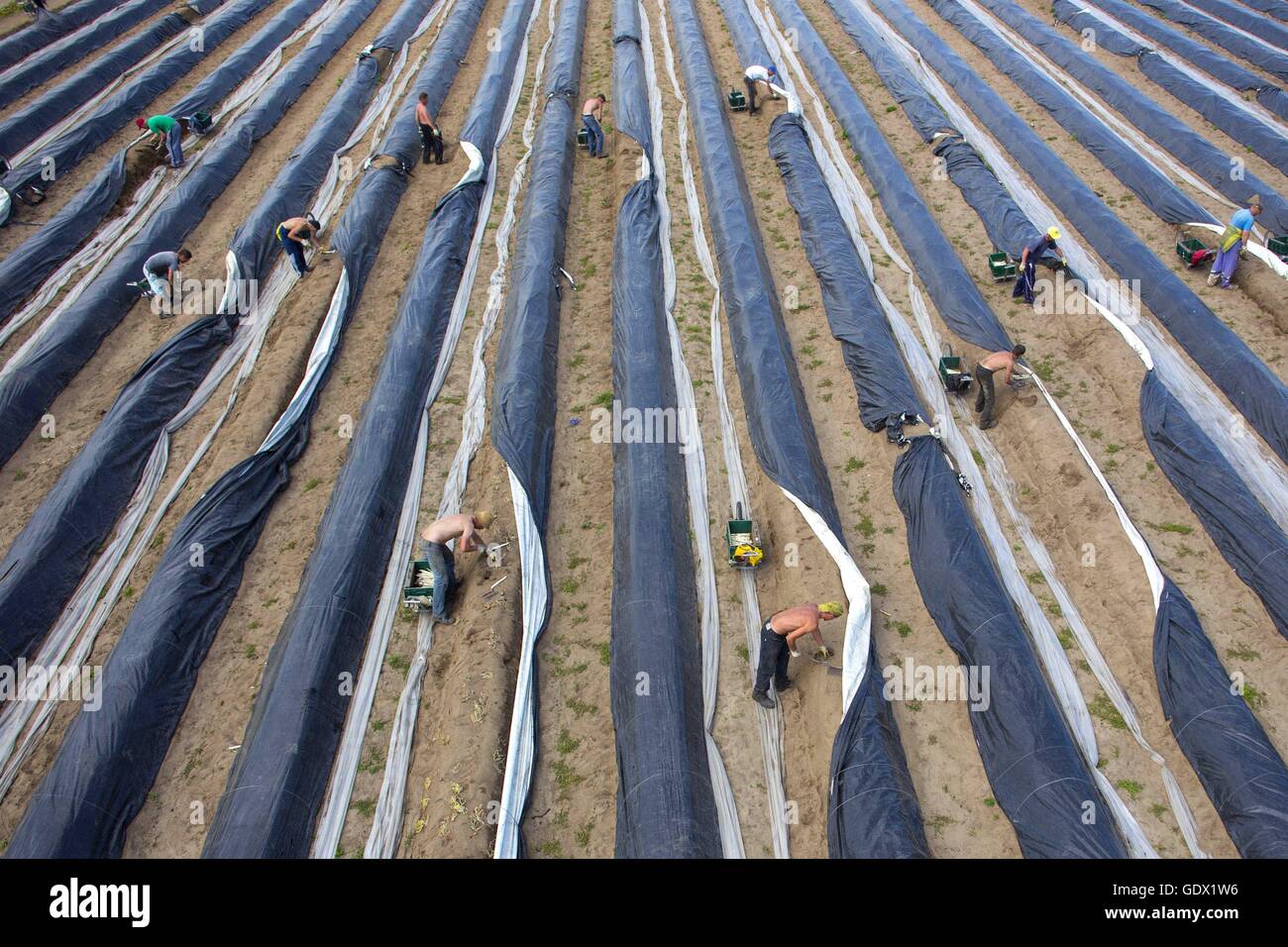 Aerial view of an asparagus field in Klaistow, Germany, 2014 Stock Photo