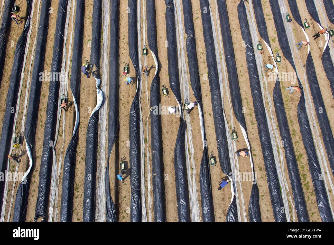 Asparagus harvest klaistow germany hires stock photography and images