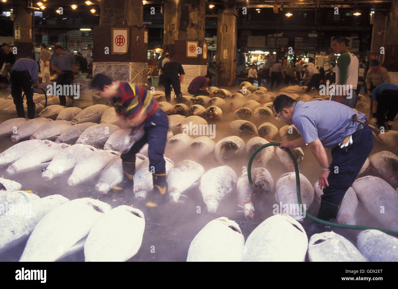 Tuna Fish at the Tsukiji Fishmarket in the City of Tokyo in Japan in