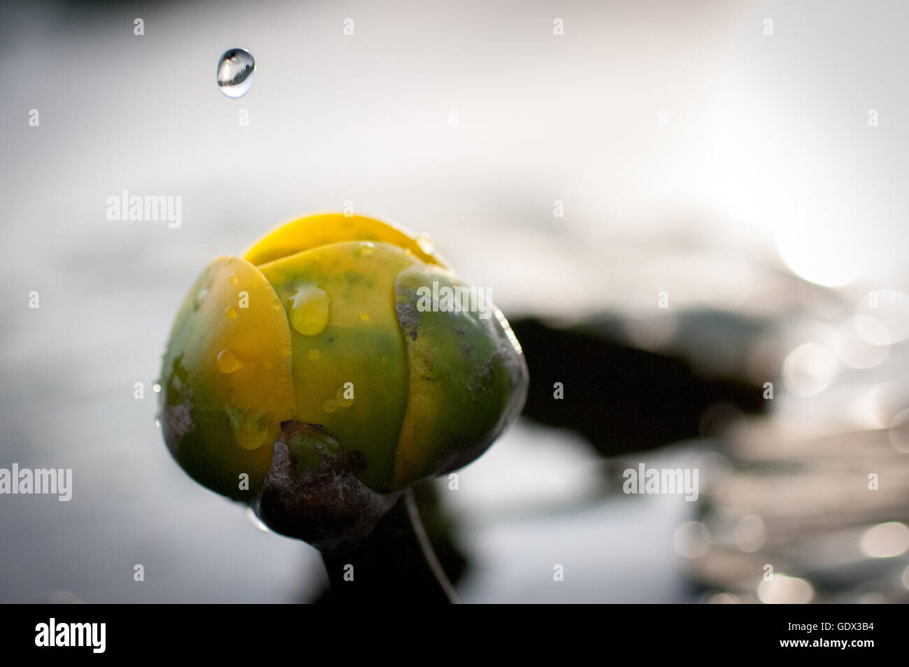 Water drop falling on to a water lily Stock Photo - Alamy