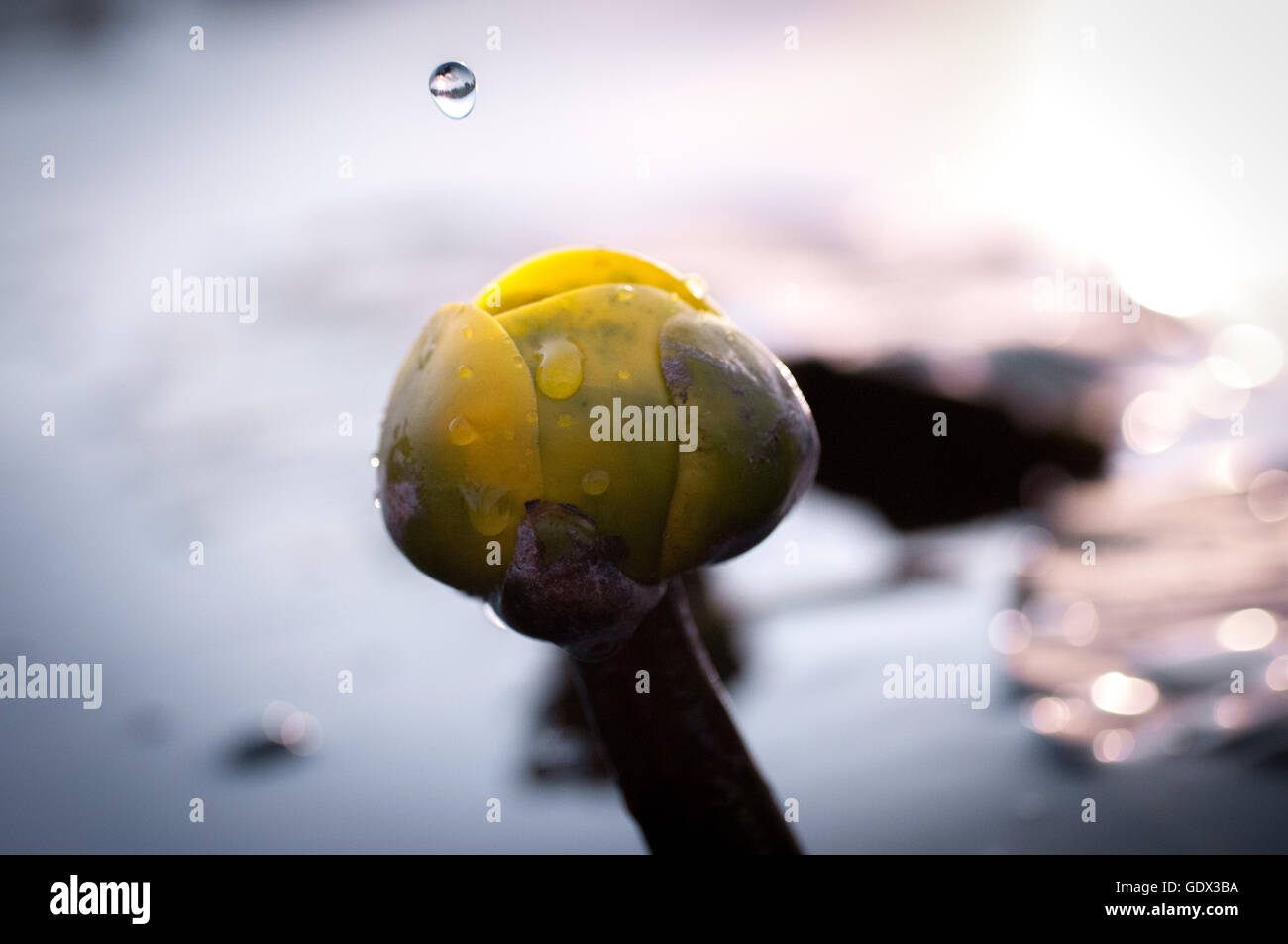 Water drop falling on to a water lily Stock Photo - Alamy