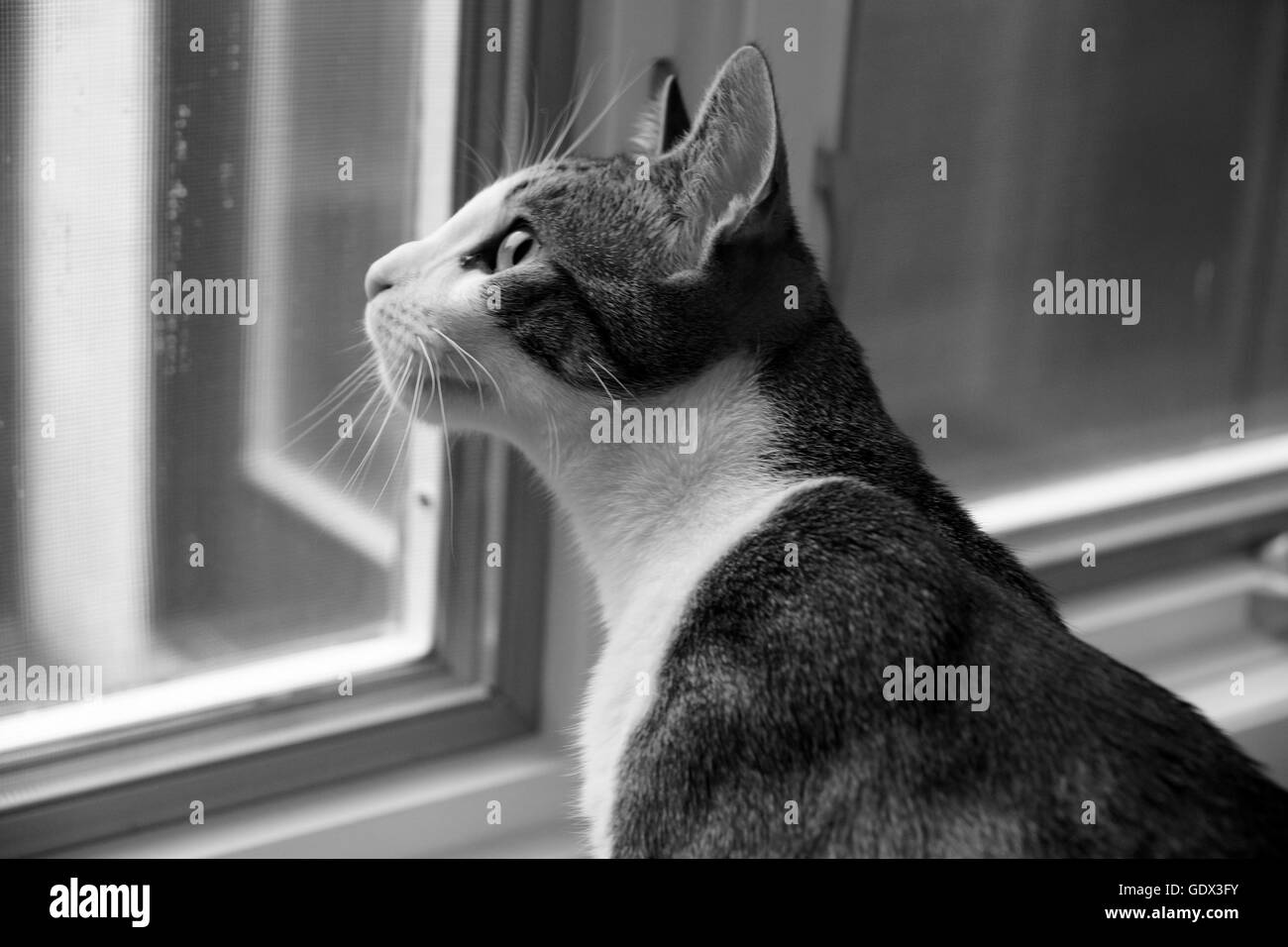 Black and white photograph of a pet cat looking out the window. Stock Photo
