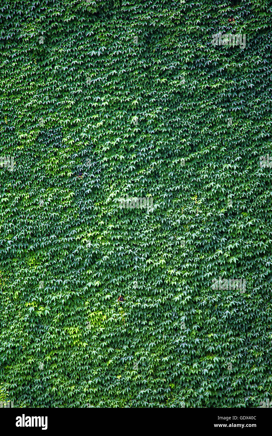 Closeup of the ivy leaves on the wall Stock Photo