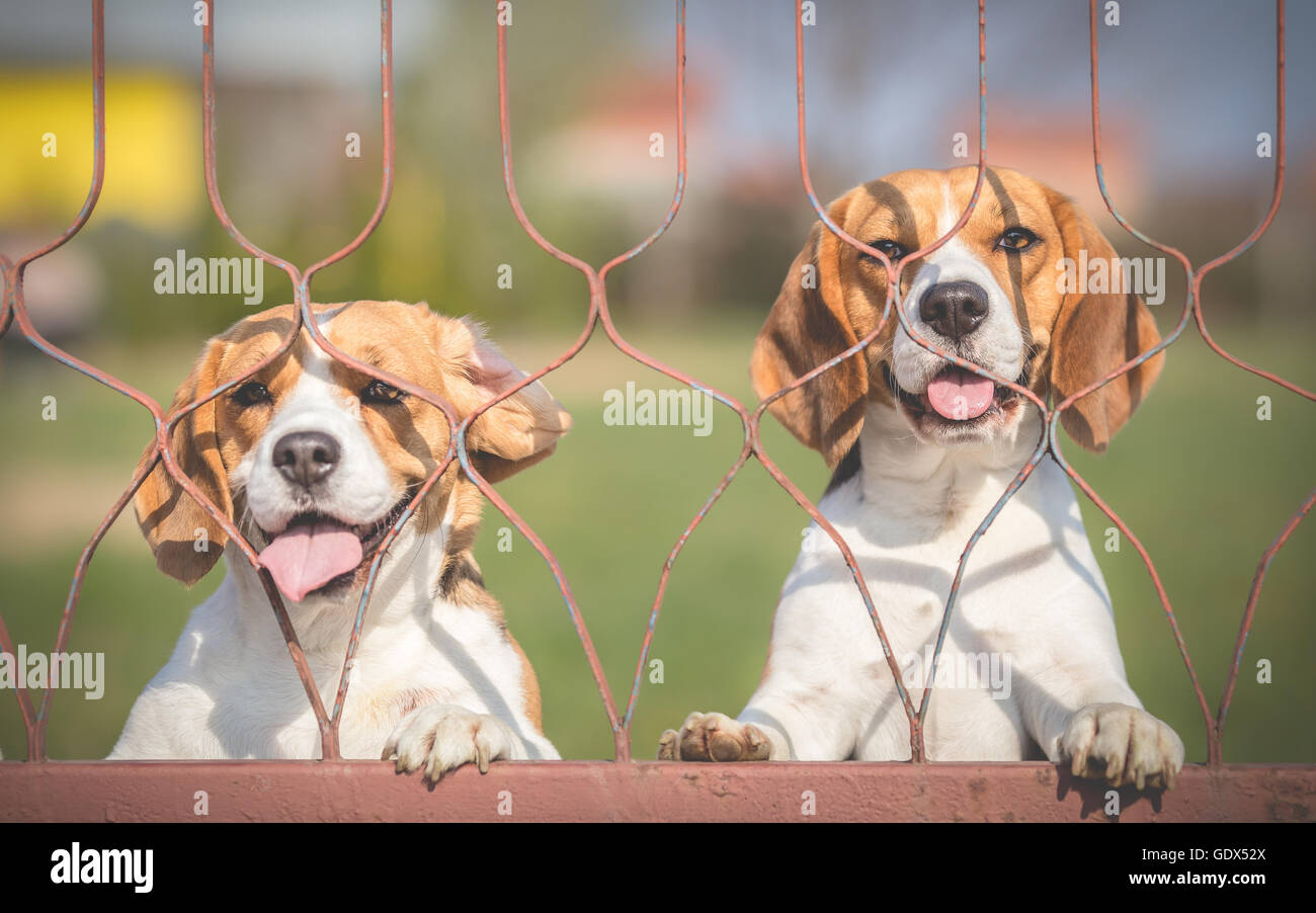 Funny dogs can't wait to go for a walk Stock Photo Alamy