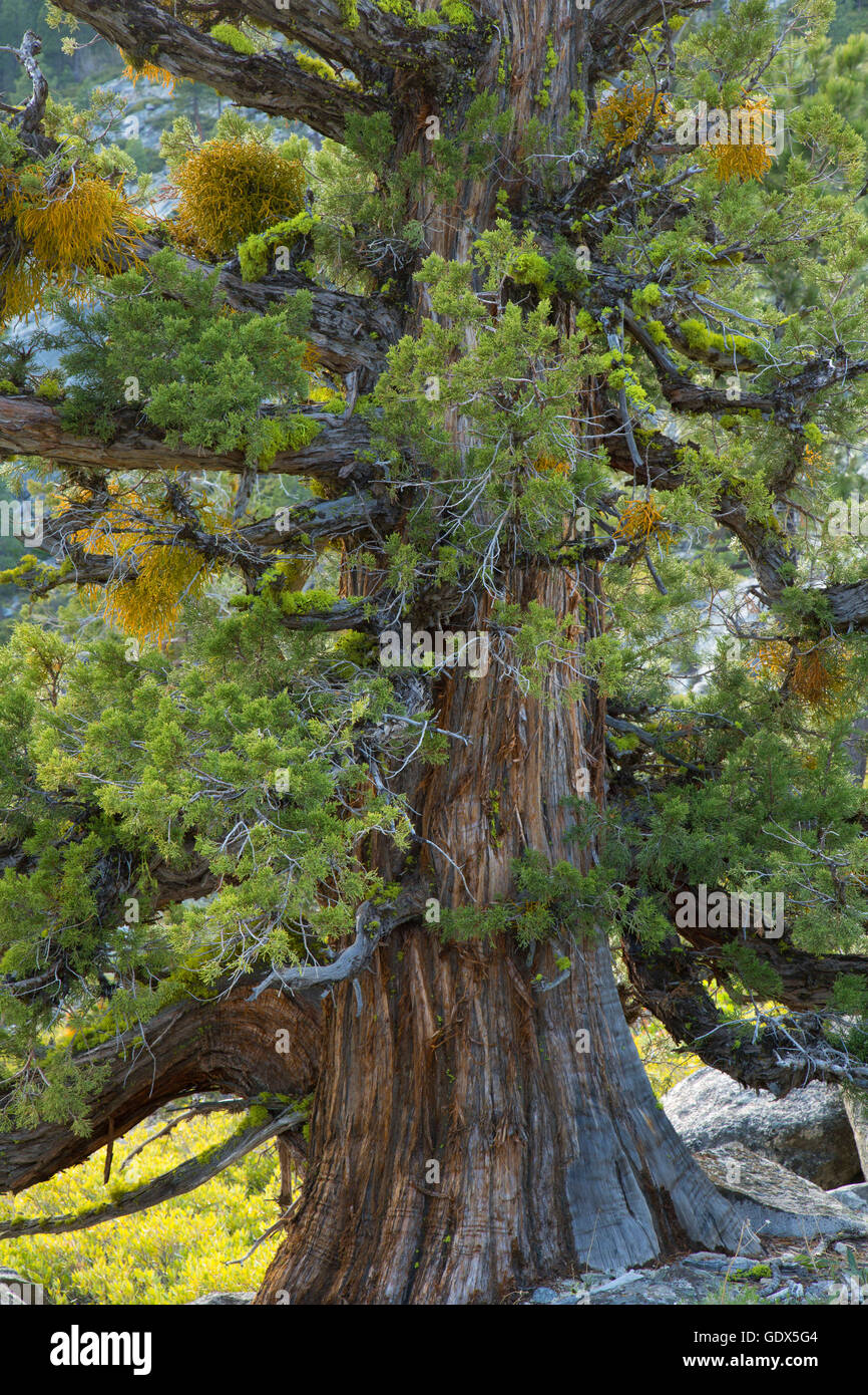 Juniper along Horsetail Falls Trail, Pyramid Creek Geological Area, El Dorado National Forest, California Stock Photo