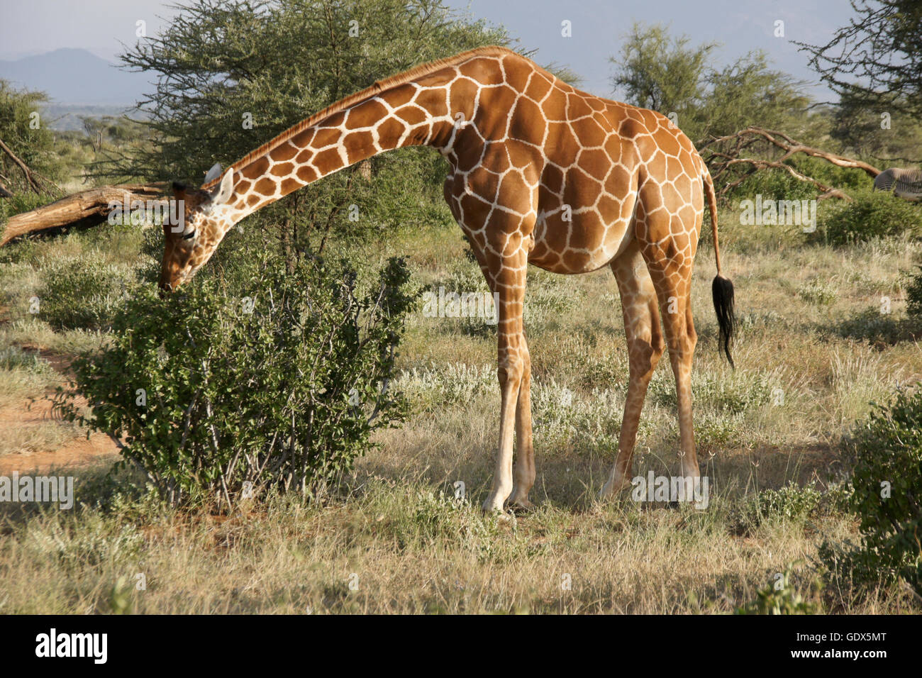 Pregnant reticulated giraffe browsing, Samburu Game Reserve, Kenya Stock Photo