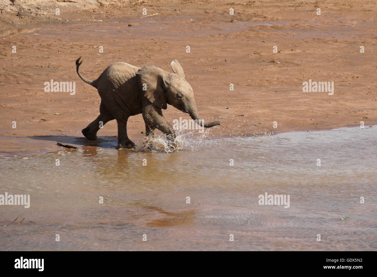 Thirsty elephant calf rushing to Ewaso (Uaso) Nyiro River to drink, Samburu, Kenya Stock Photo