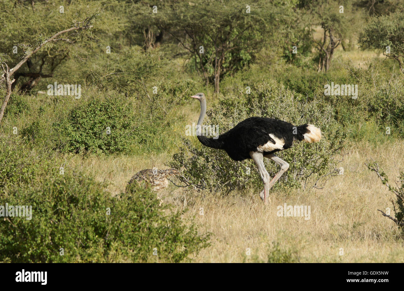 Male Somali ostrich with juvenile offspring, Samburu Game Reserve, Kenya Stock Photo