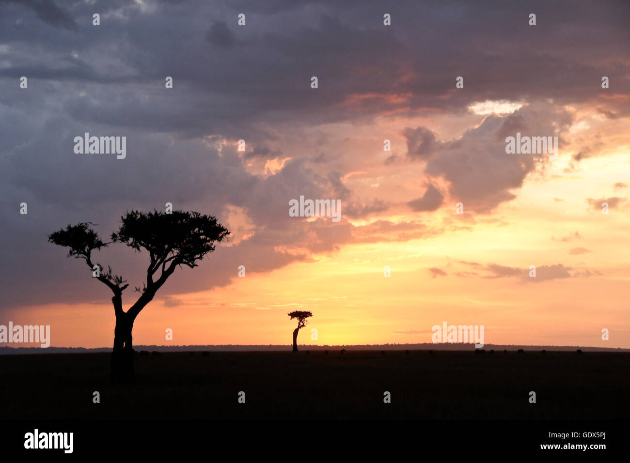 Maasai mara kenya landscape sunset hi-res stock photography and images ...