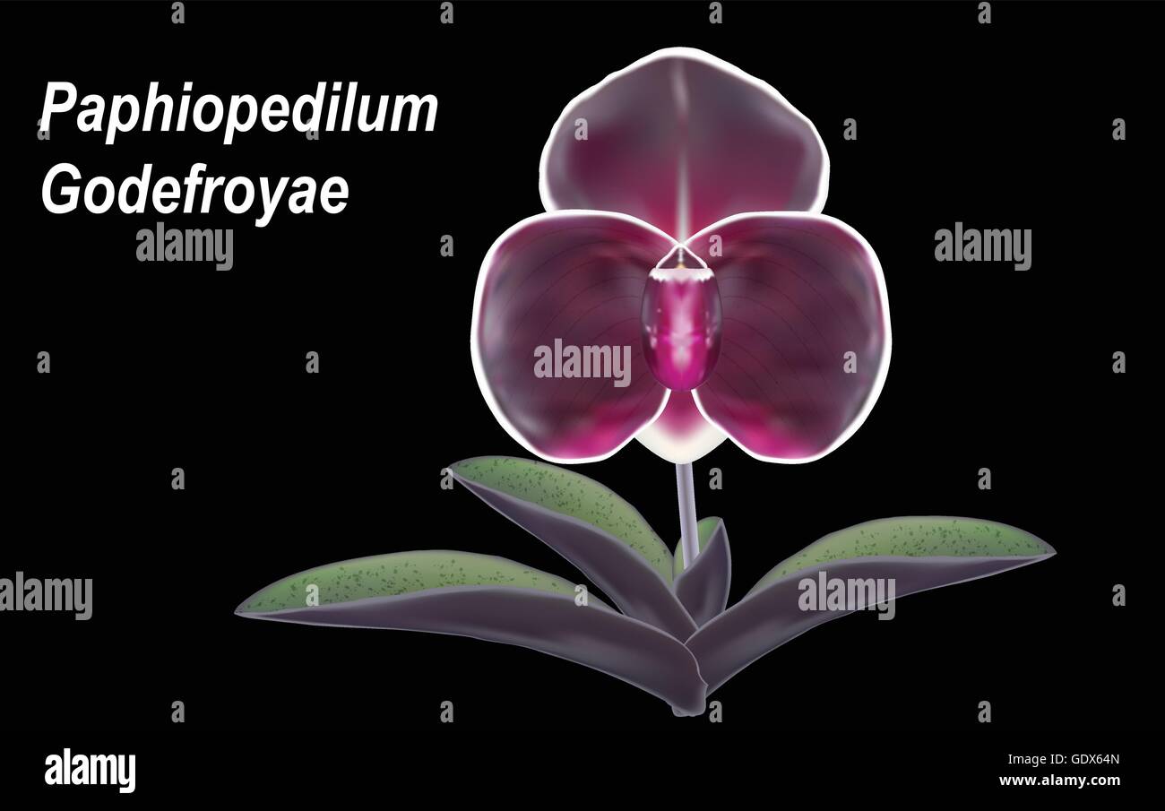 Orchid name ' Paphiopedilum godefroyae ' on black background, Illustration Stock Vector