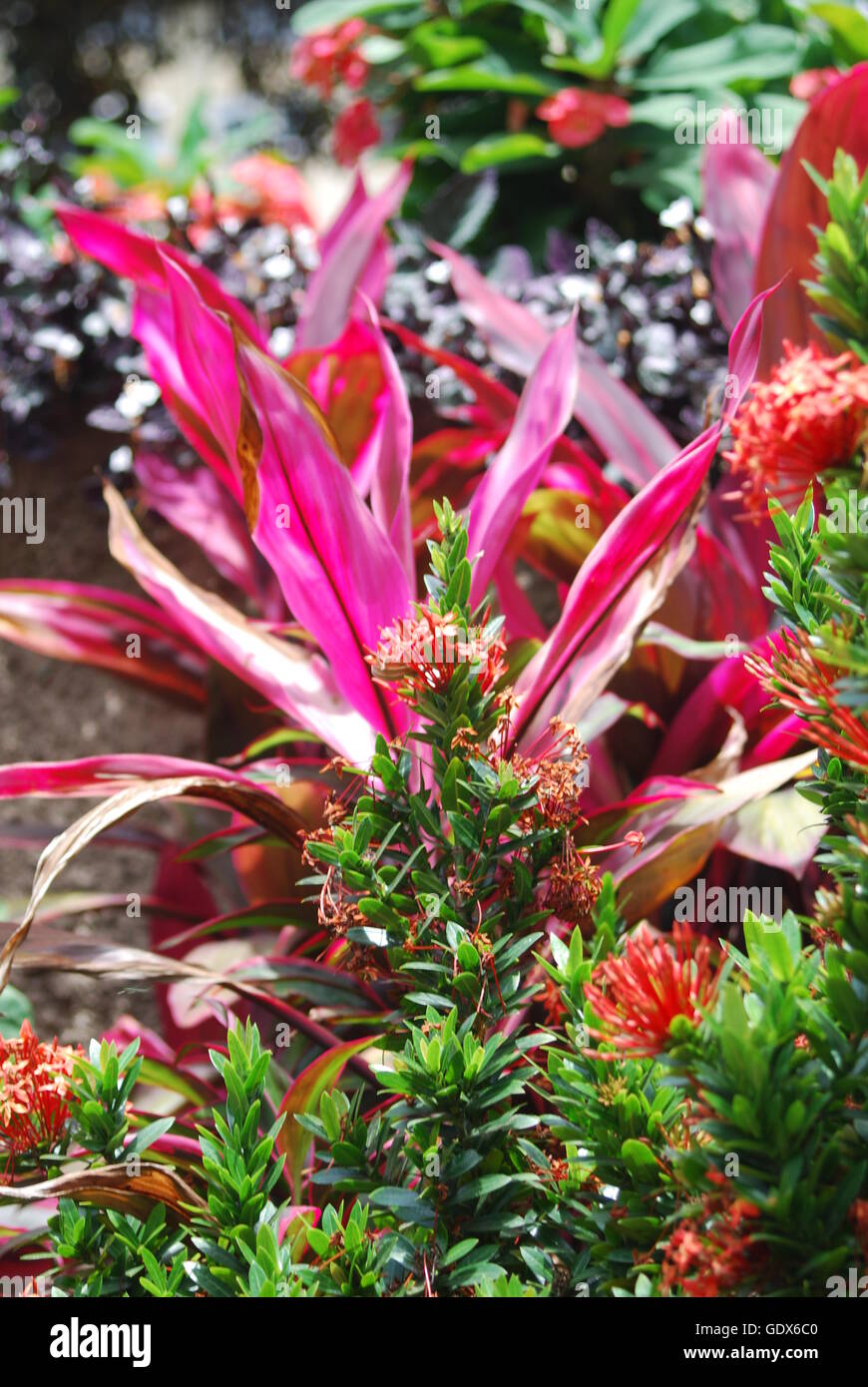 Tropical flowers bloom in park in Caracas,Venezuela Stock Photo - Alamy