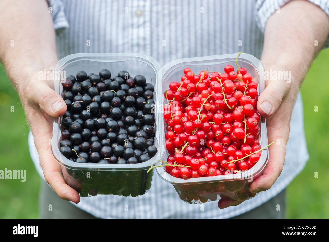 Ribes rubrum and Ribes nigrum. Man holding punnets of Redcurrants and Blackcurrants Stock Photo