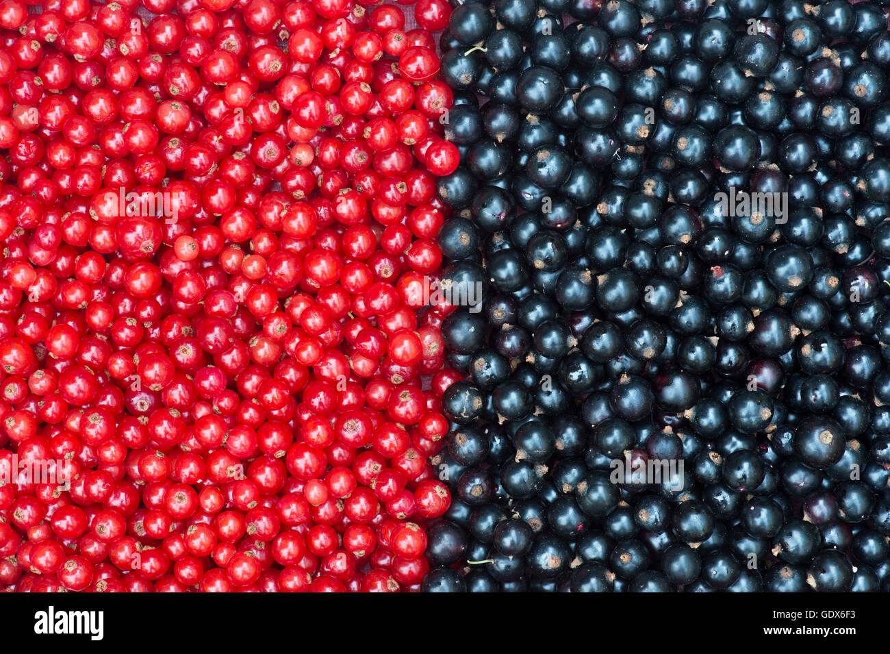 Ribes rubrum and Ribes nigrum. Redcurrants and Blackcurrants Stock Photo