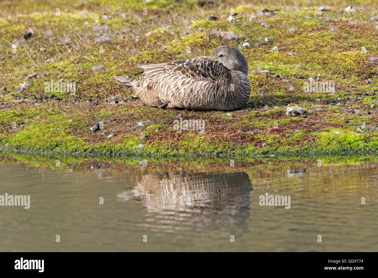 Female common Eider duck asleep Stock Photo Alamy