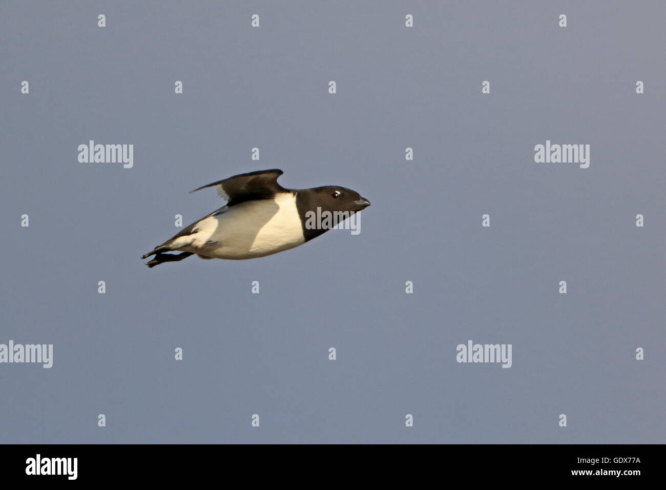 Little Auk in flight in summer plumage Stock Photo