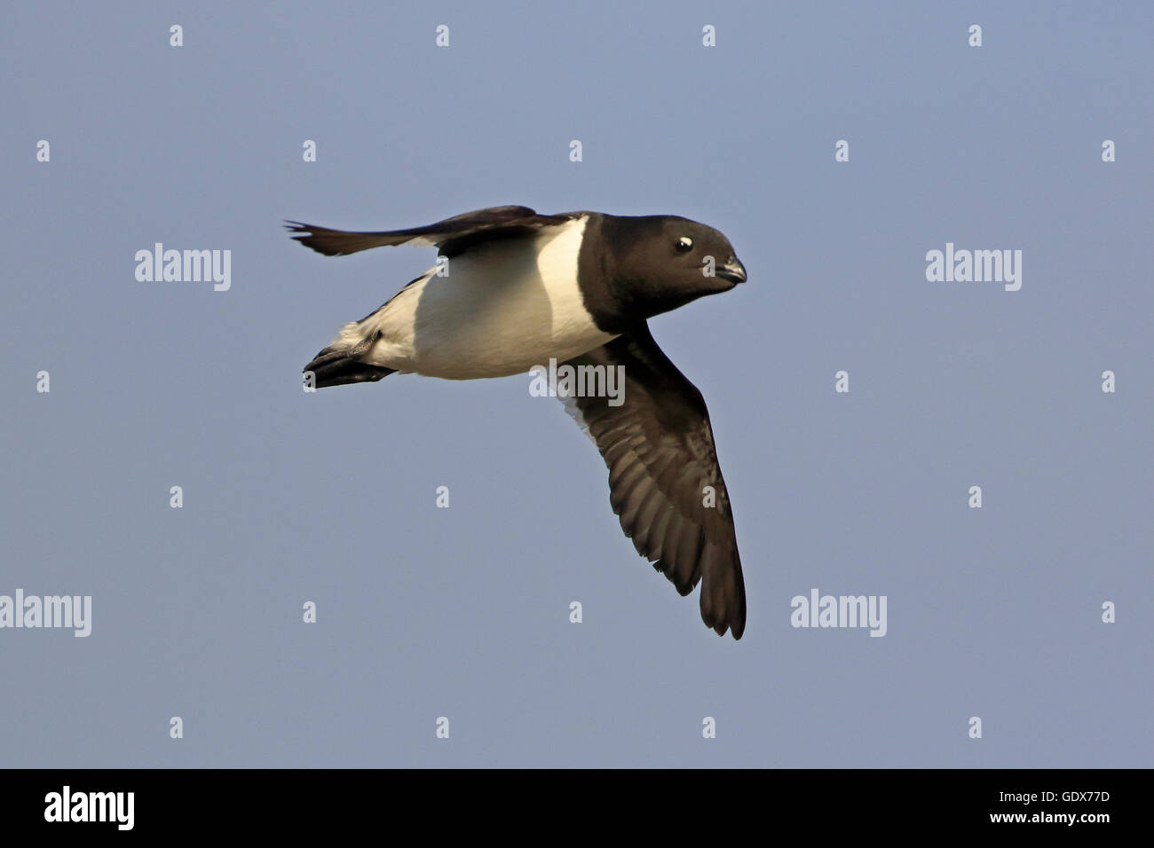Little Auk in flight in summer plumage Stock Photo