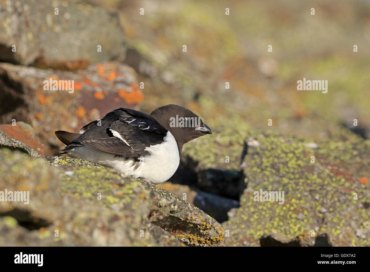 Little Auk perched on a scree mountain side Stock Photo