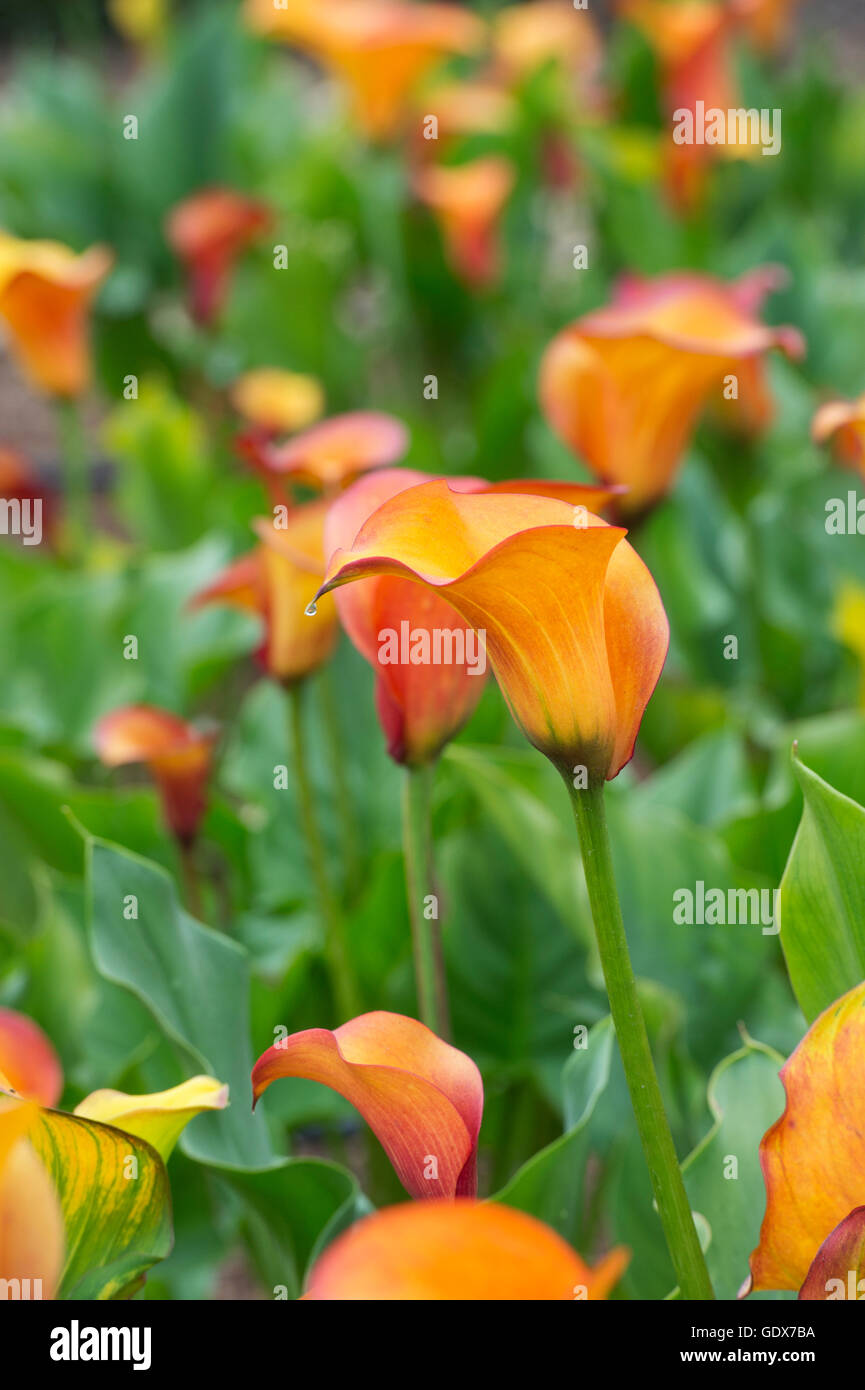 Zantedeschia Flamingo Queen. Calla lily / Arum lily Stock Photo Alamy