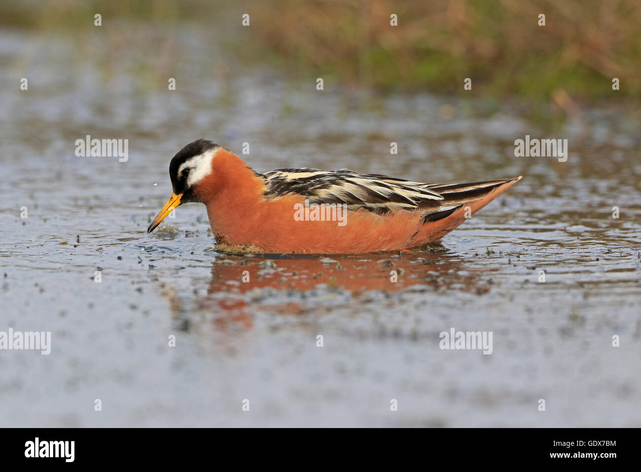 Female Red Phalarope in summer plumage Stock Photo