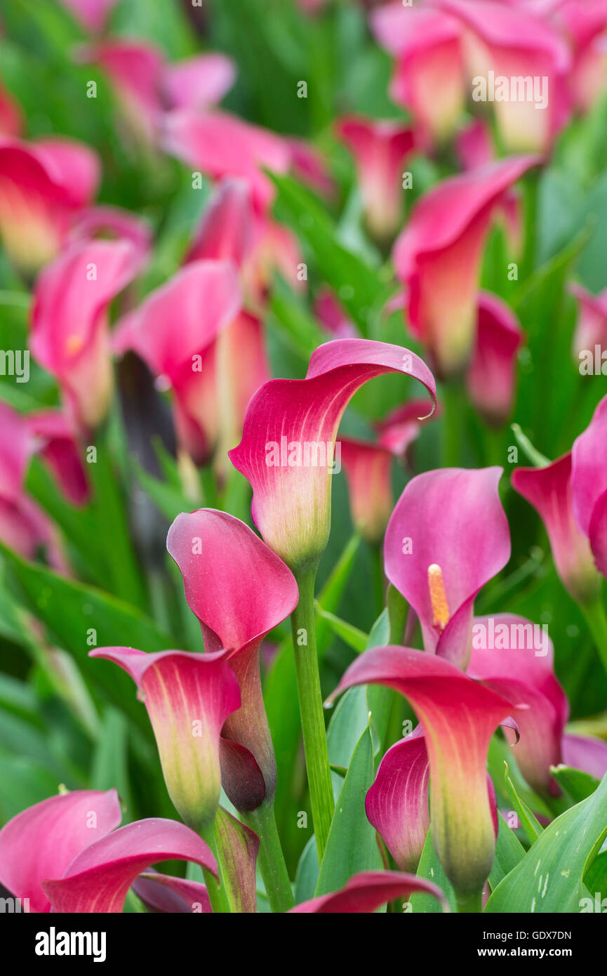 Zantedeschia Pink Puppy. Calla lily / Arum lily Stock Photo - Alamy