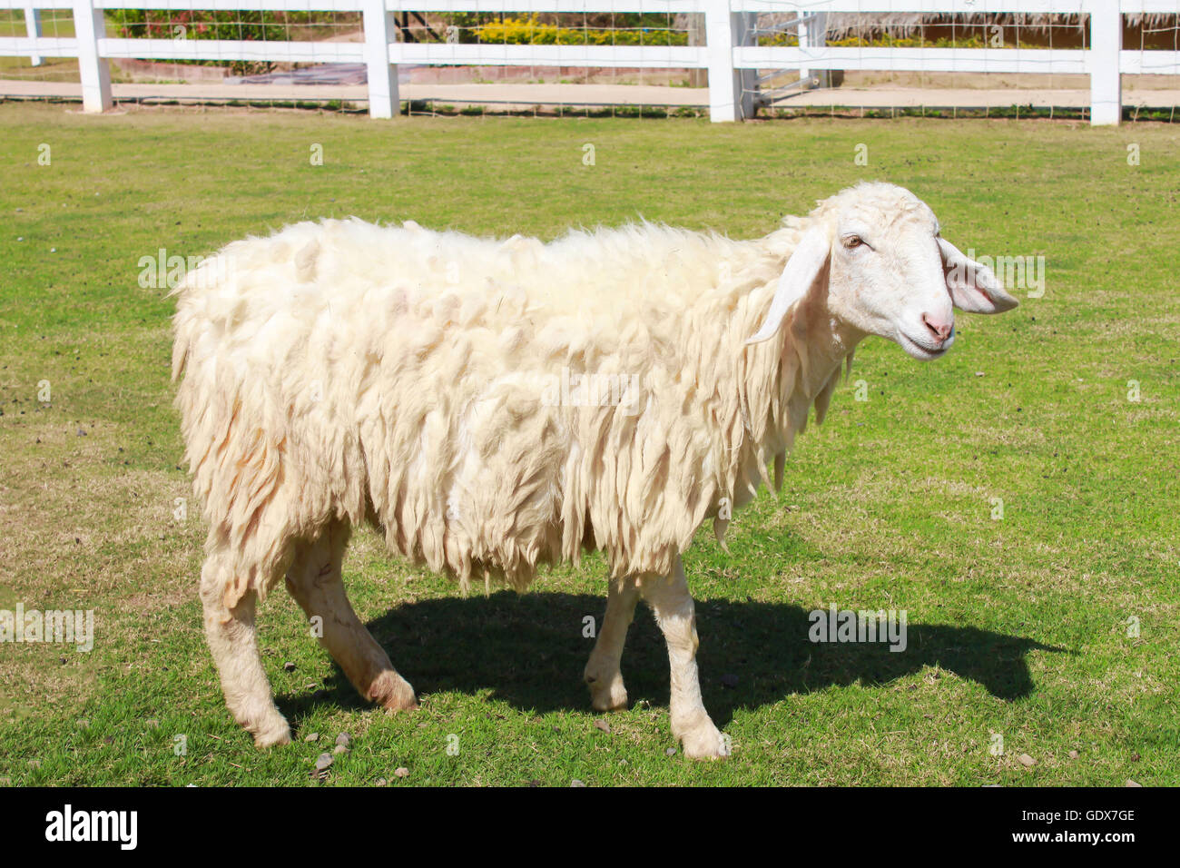 Sheep in farm field Stock Photo