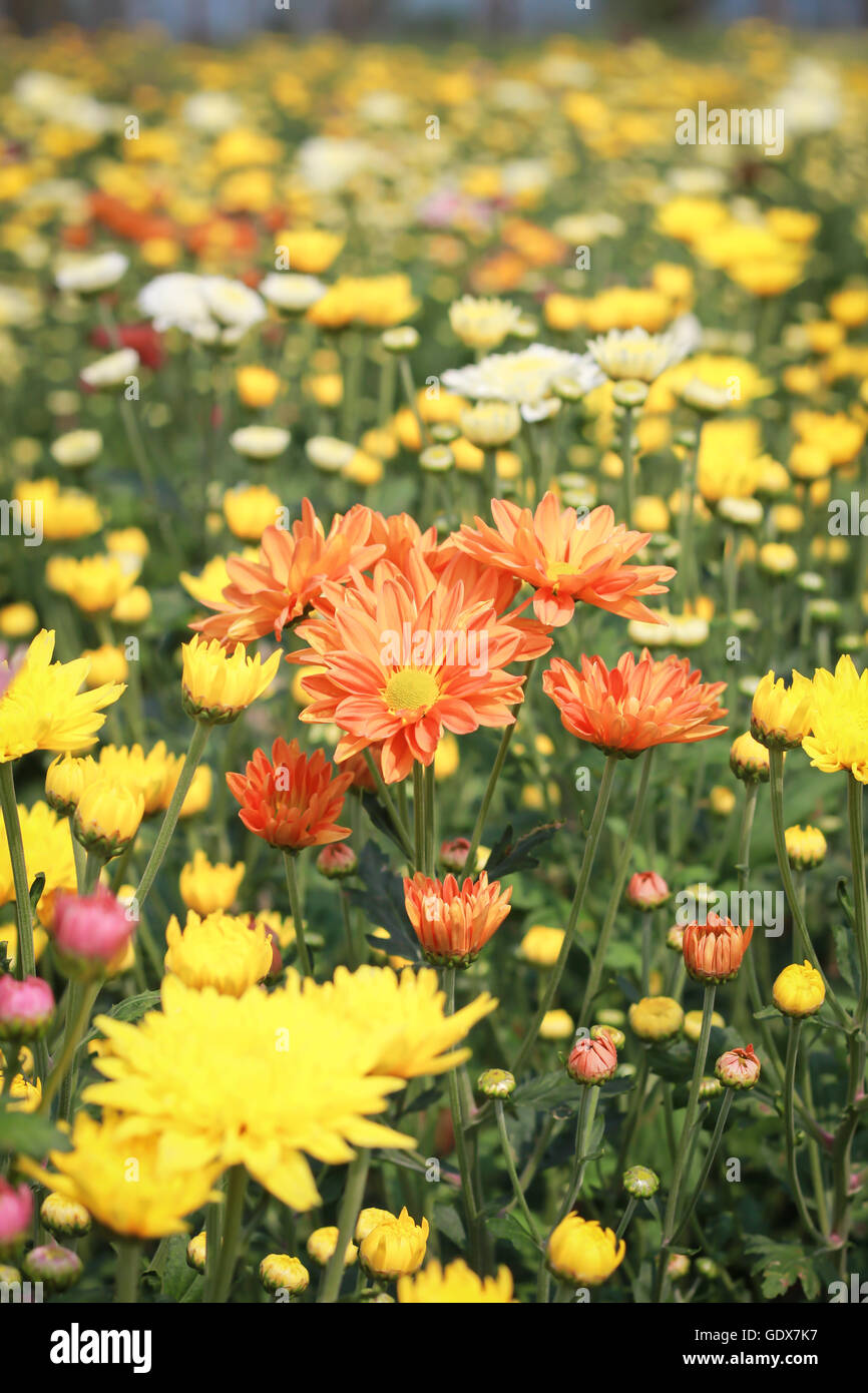 New chrysanthemum hi-res stock photography and images - Alamy