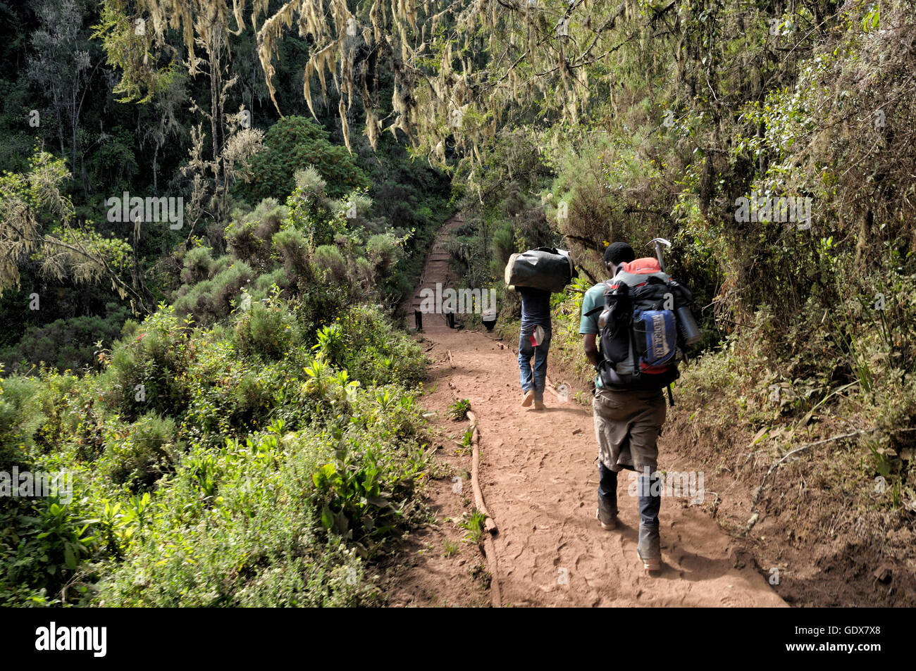 Porter and guide hiking Lemosho trail in the montane rainforest, Mount Kilimanjaro National Park, Tanzania Stock Photo