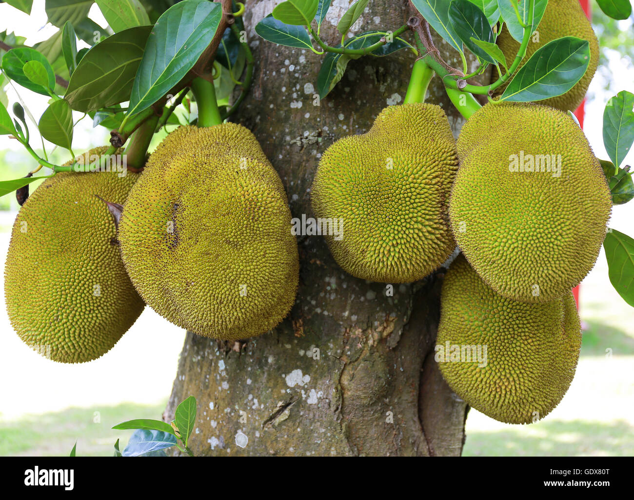 Jackfruit on the tree Stock Photo Alamy