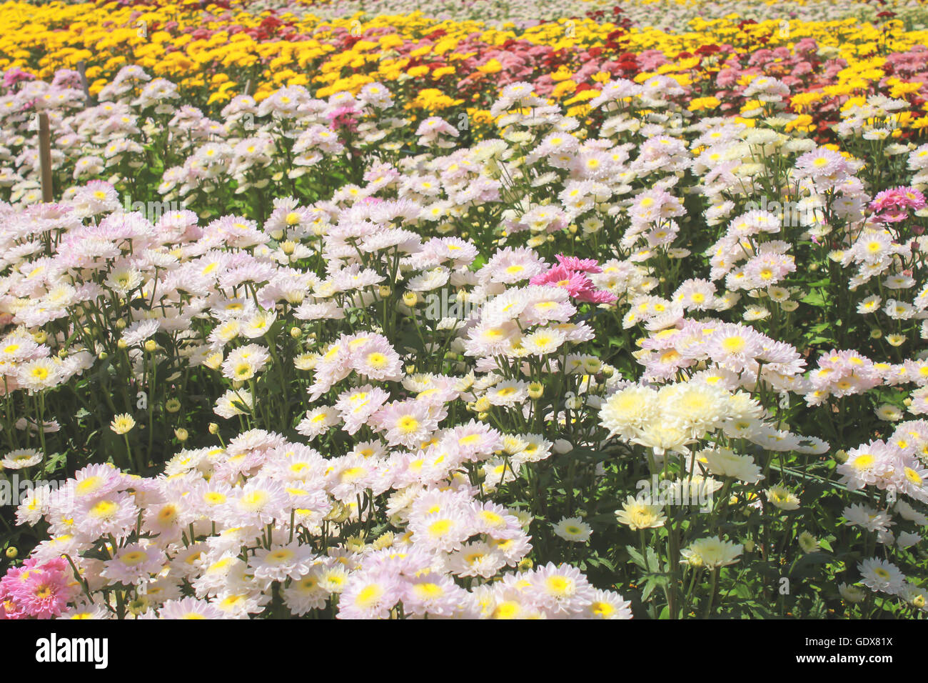 Chrysanthemums flower in garden hi-res stock photography and images - Alamy