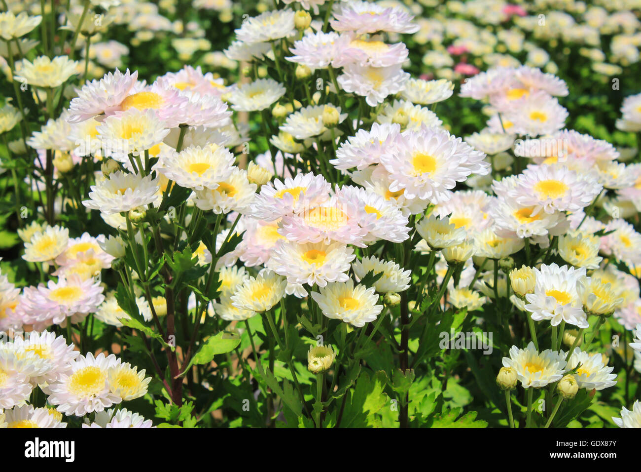 White chrysanthemum in garden Stock Photo Alamy